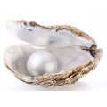 Pearl (Moti)